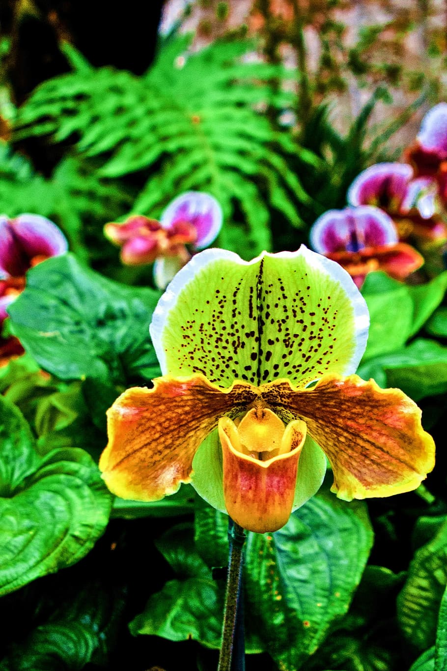 Flower, Orchid, Plant, green color, nature, growth, freshness HD wallpaper