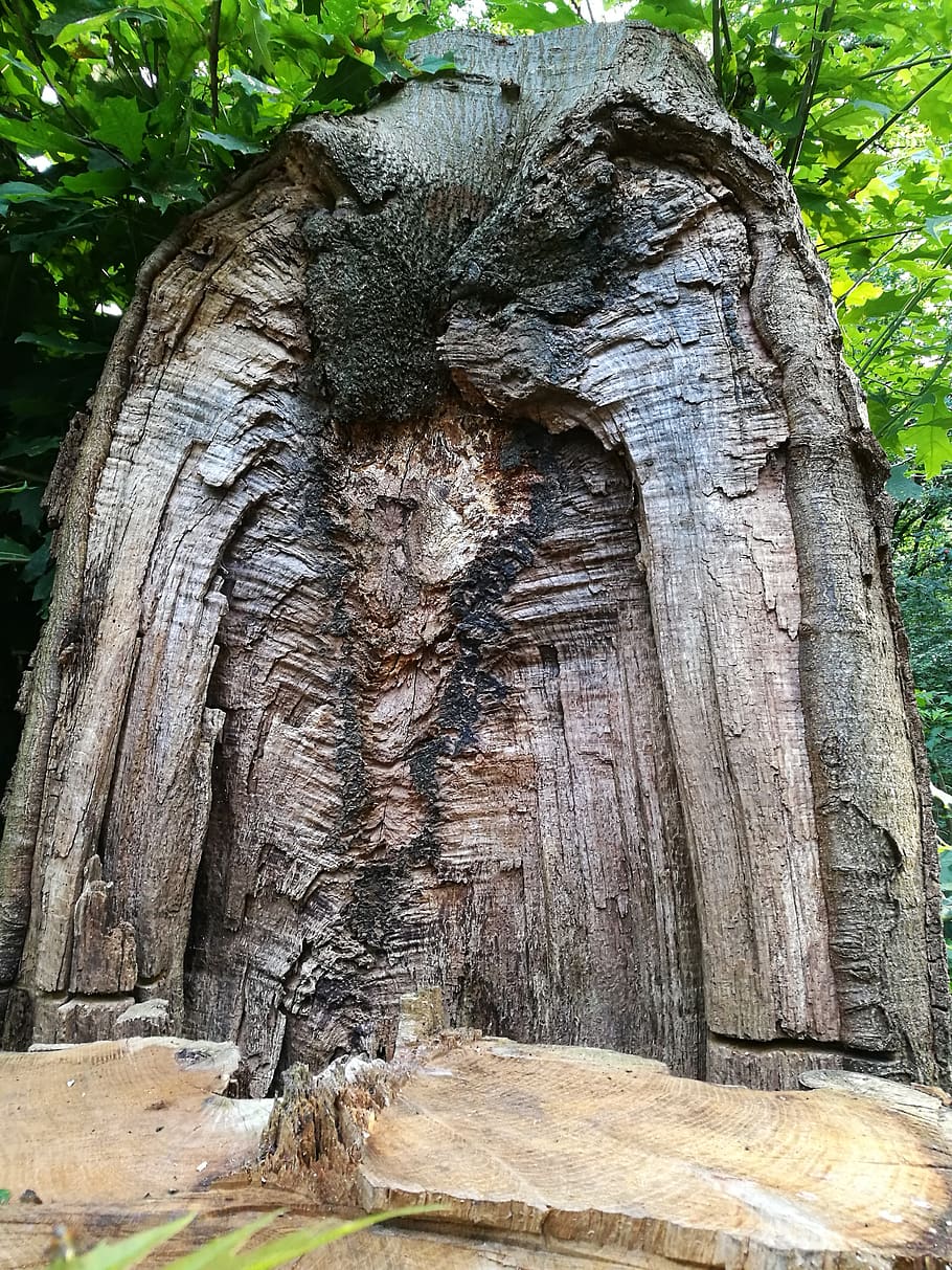 tree, forest, nature, tree trunk, plant, day, textured, low angle view HD wallpaper