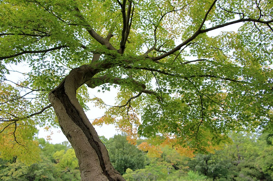 tree, leaves, nature, twigs, trunk, life, woods, tree bark HD wallpaper