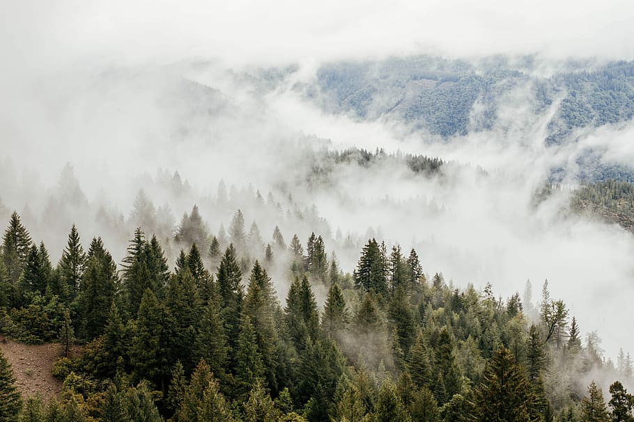 green pine trees and fog, photo of green leafed trees and fog HD wallpaper