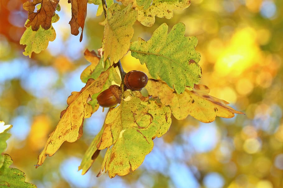 selective focus photo of acorn, fall foliage, autumn, oak eichenlaub HD wallpaper