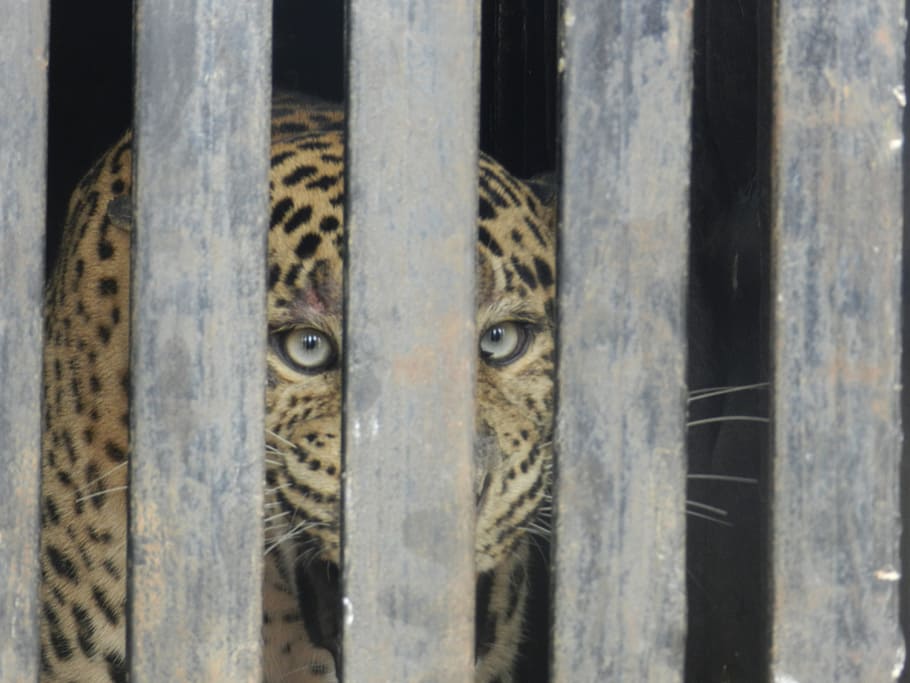 leopard, caged leopard, zoo, cat, wild, feline, fur, endangered HD wallpaper