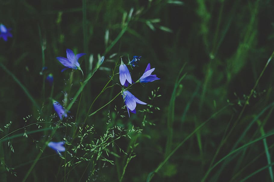 Selective Photo Of Blue And White Petaled Flower, bloom, blossom HD wallpaper