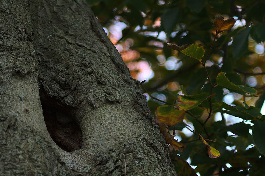 tree, safe, nature, security, natural, protected, forest, leaf HD wallpaper