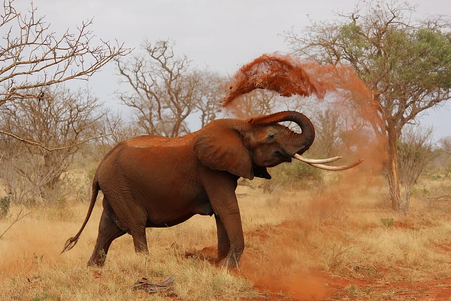 elephant tossing soil, africa, kenya, tsavo, wildlife, safari Animals, HD wallpaper