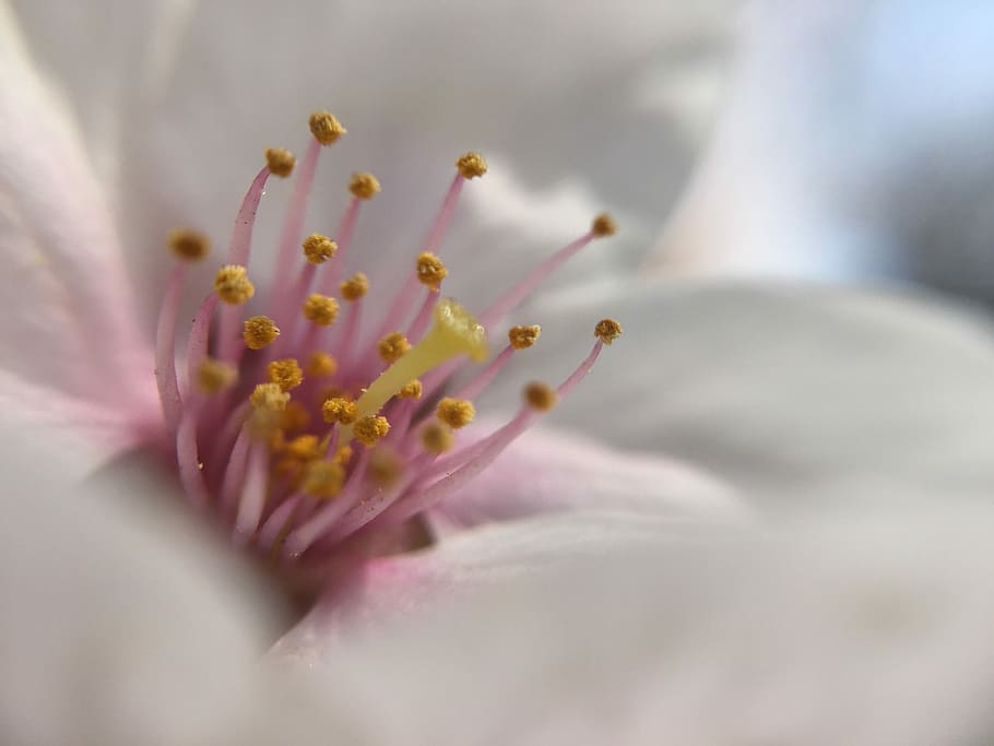 Flower, Sakura, Blossom, Cherry, fragility, petal, selective focus HD wallpaper