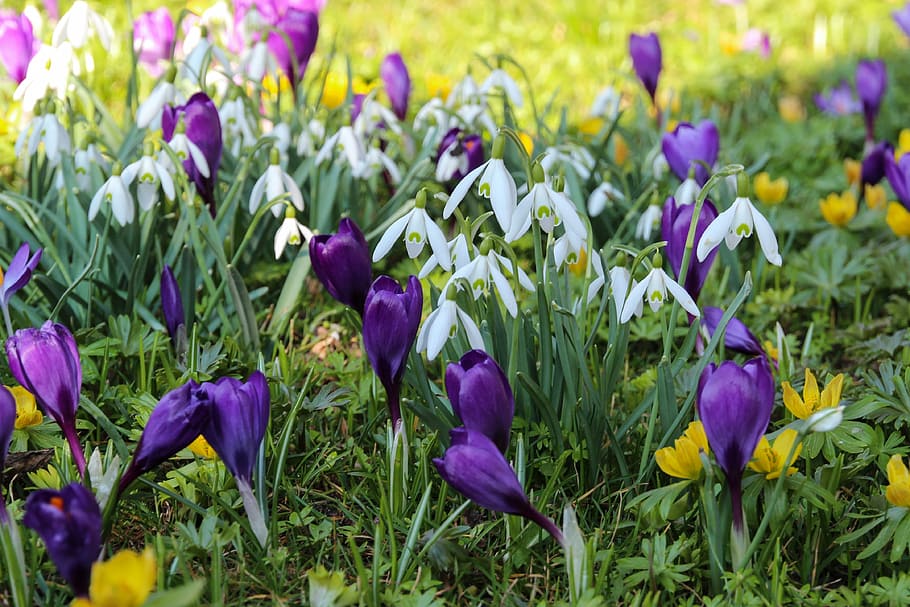 purple petaled flowers, spring, snowdrop, crocus, great snowdrops HD wallpaper