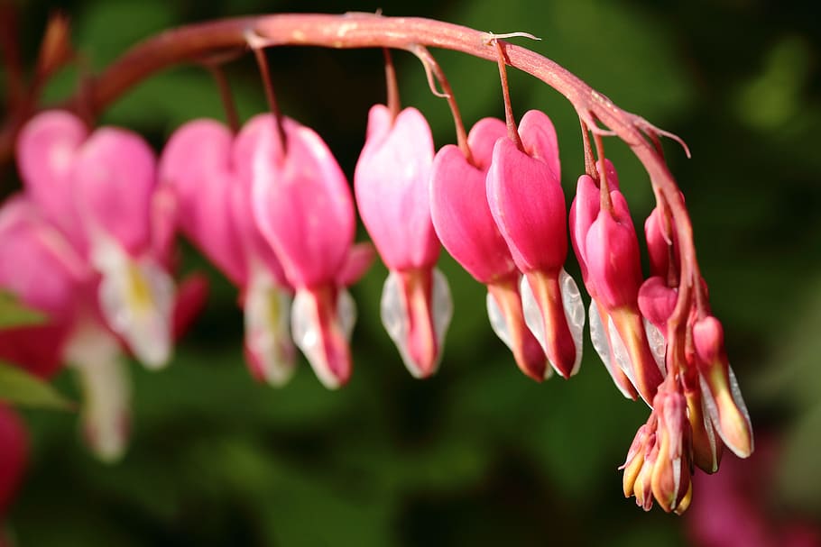Flower, Spring, Bleeding, Heart, nature, plant, flower Head HD wallpaper