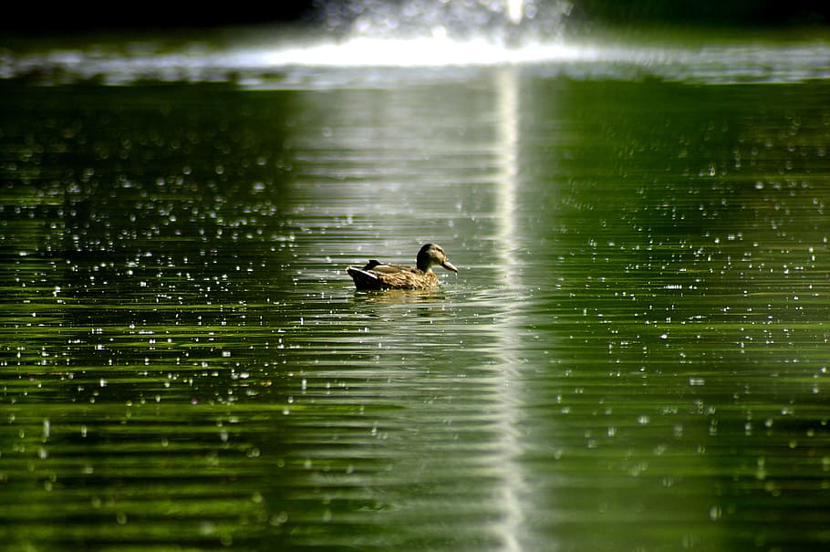 light reflection, radiation diffusely scattered, approach, duck HD wallpaper