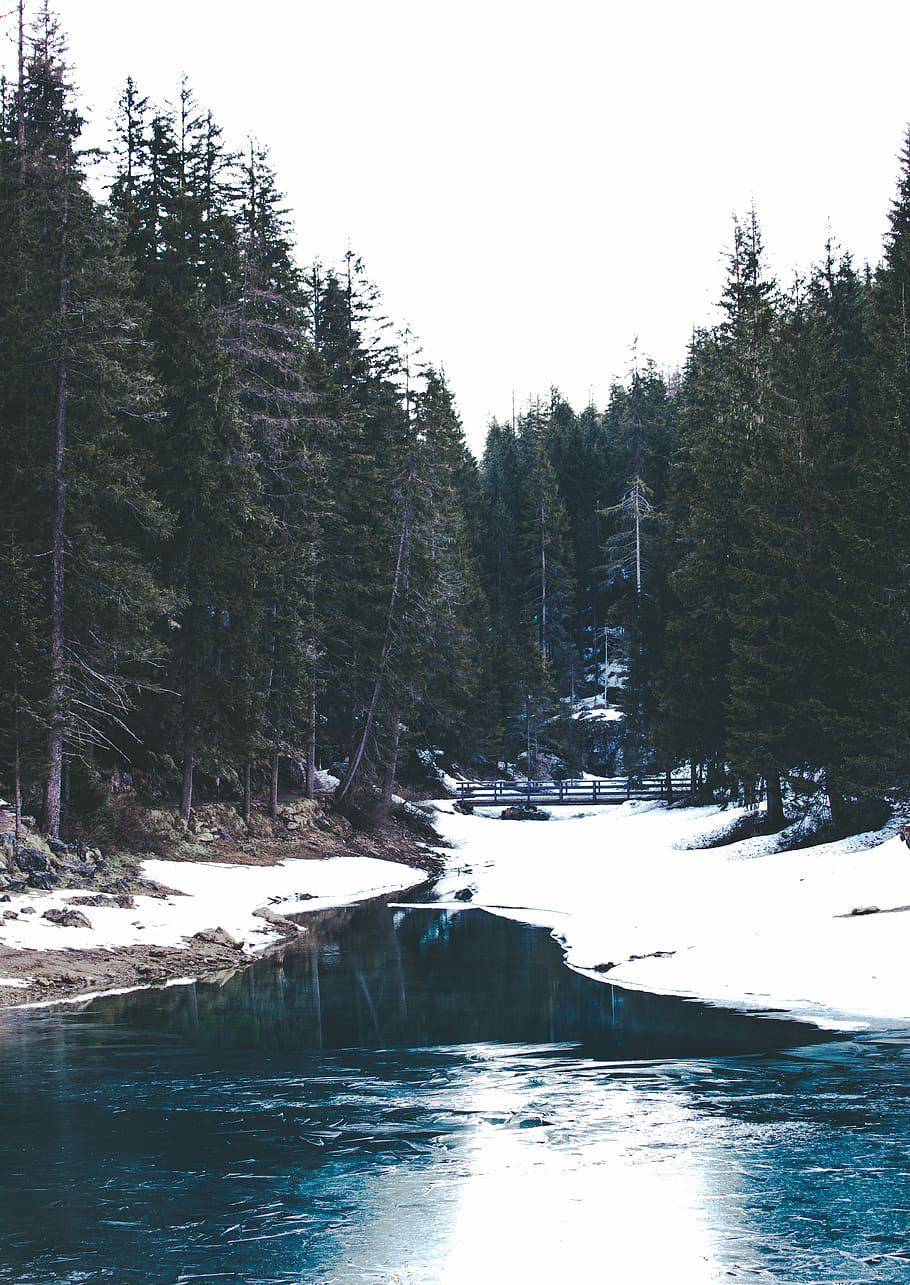 pine trees near river with snow, green trees beside body of water HD wallpaper