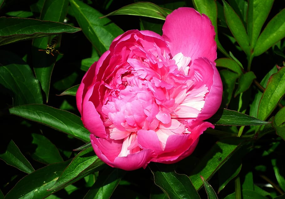 flower, peony, spring, closeup, garden, flowering plant, beauty in nature HD wallpaper