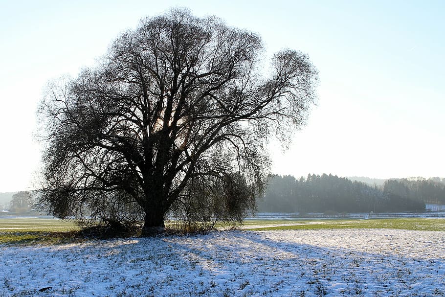 silhouette, tree, winter, branches, aesthetic, back light, wintry HD wallpaper