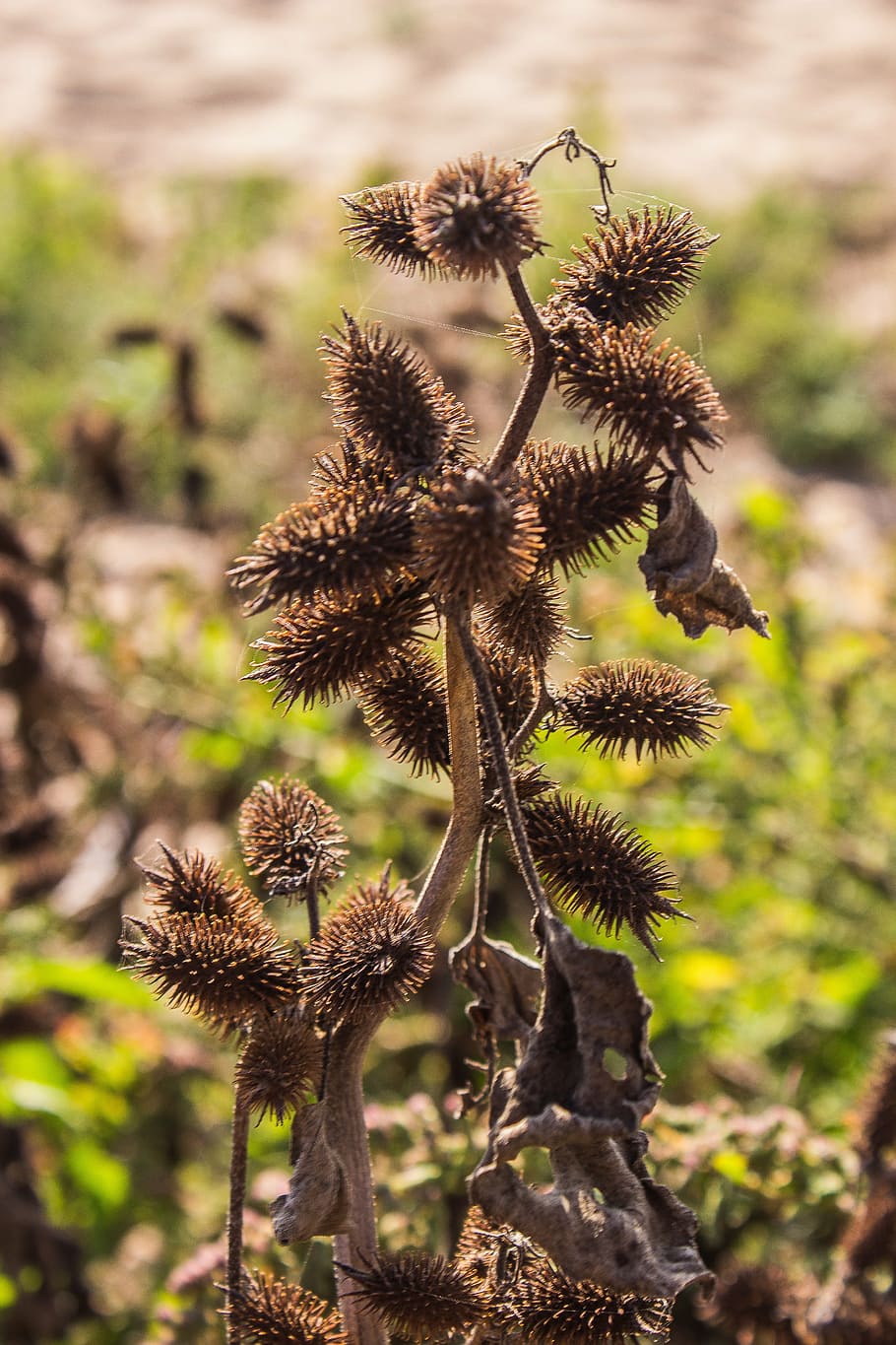 nature, plants, green, focus on foreground, close-up, beauty in nature HD wallpaper