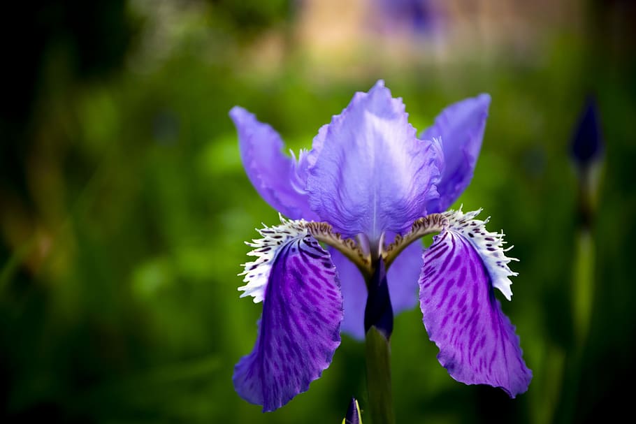 flower, flora, sunlight, spring, blossom, nature, plant, bloom HD wallpaper