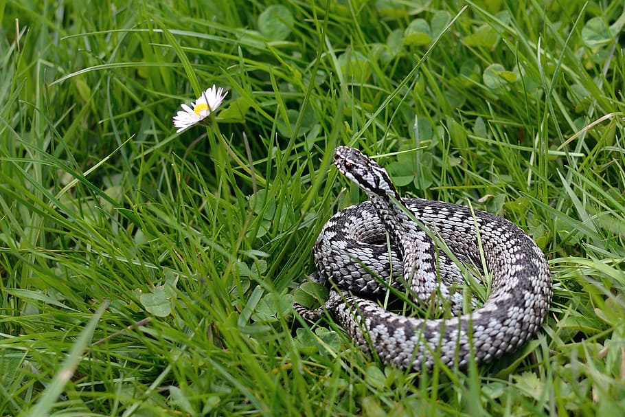 snake, viper general, vipera berus, green color, animal, animal wildlife HD wallpaper