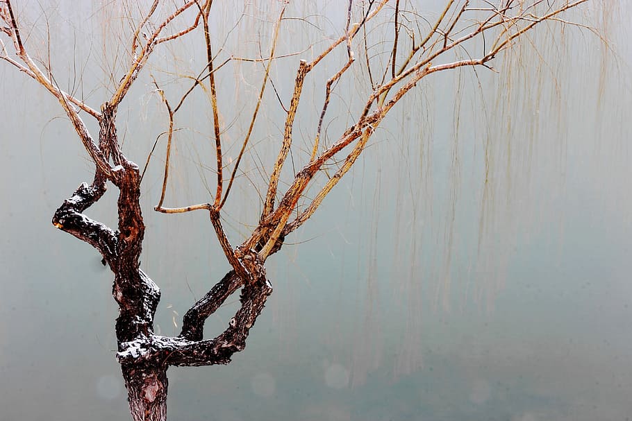 Tree, Snow, Withered, Lakefront, bare tree, no people, winter HD wallpaper