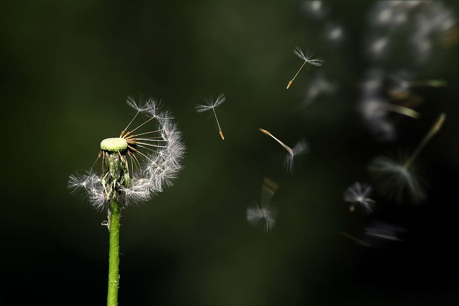 selective focus photography of dandelion flower, floating, nature, HD wallpaper