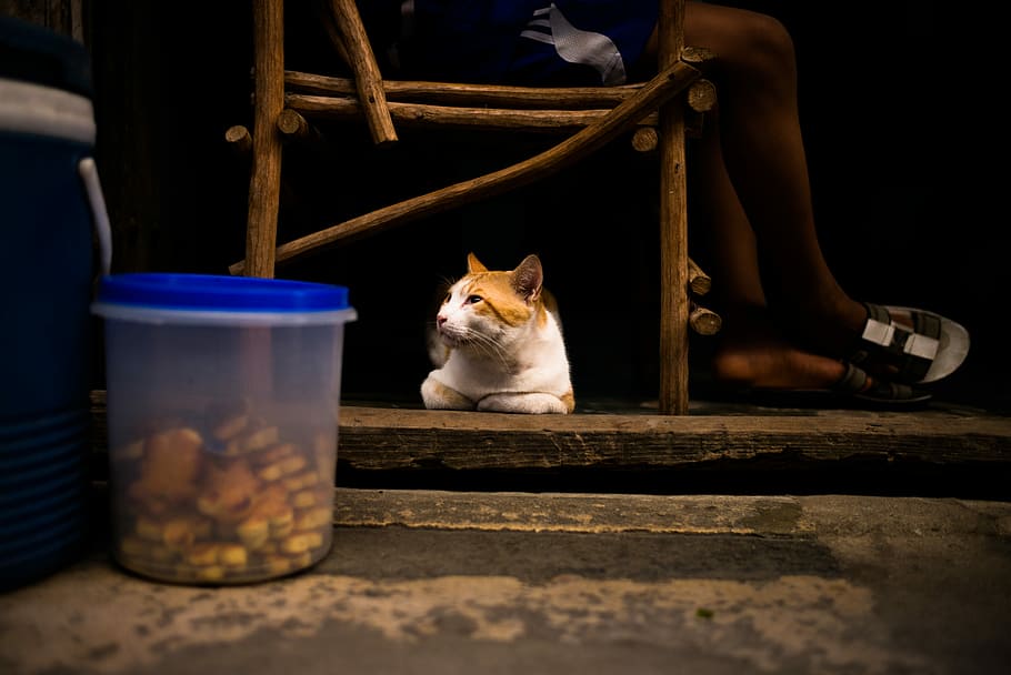 Kitties of Zanzibar, orange and white cat resting under chair HD wallpaper