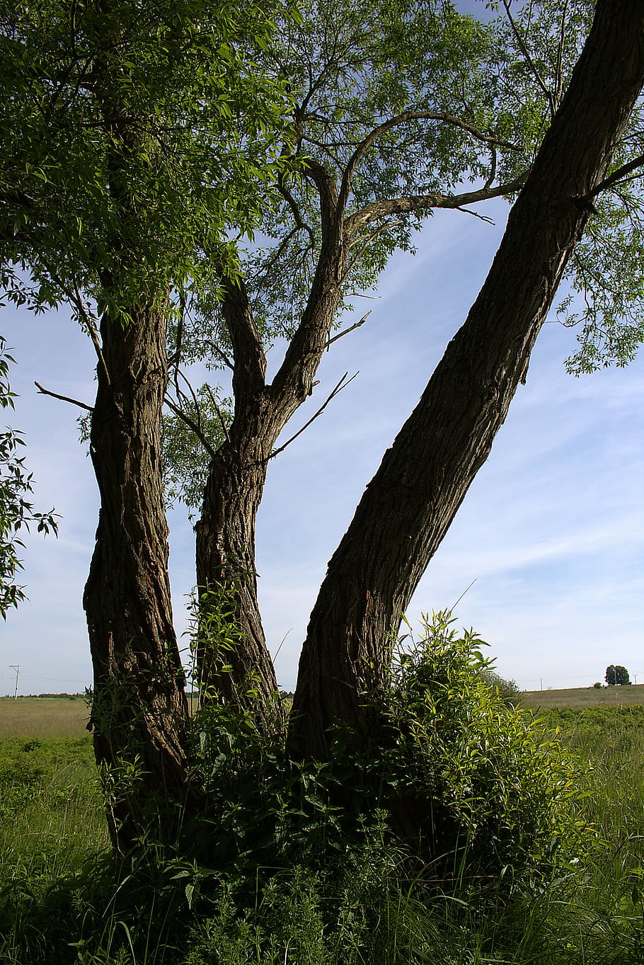 tree, log, pasture, perspective, nature, tribe, aesthetic, landscape HD wallpaper