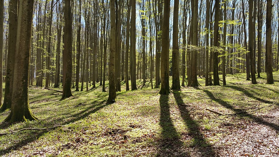 forest, tree, sun in the forest, plant, land, trunk, tree trunk HD wallpaper