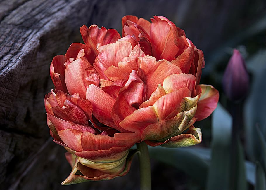 shallow focus photography of red flower, tulip, spring, nature HD wallpaper