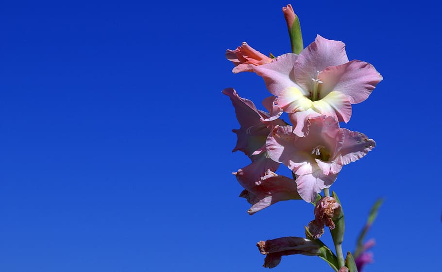 gladiolus, iridaceae, violet, nature, petal, flower Head, plant HD wallpaper