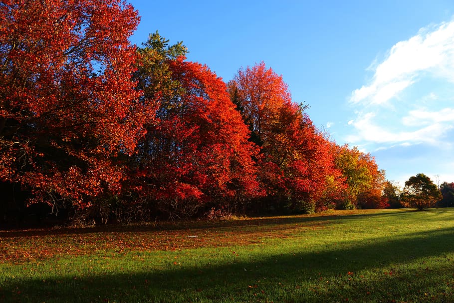 Fall, Autumn, Leaves, Red, Green, Season, nature, yellow, colors HD wallpaper