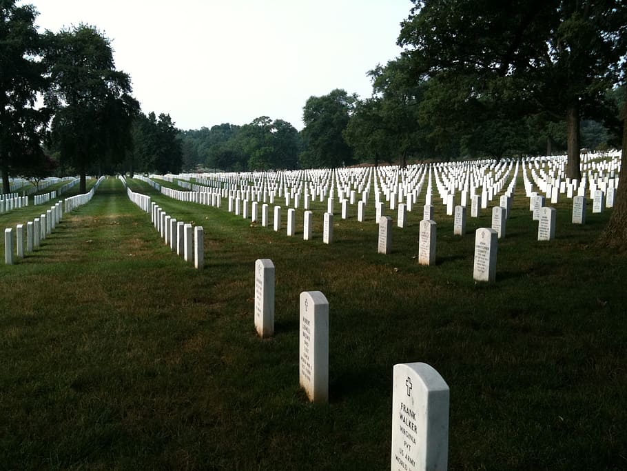 arlington, graves, honor, plant, grass, in a row, cemetery HD wallpaper