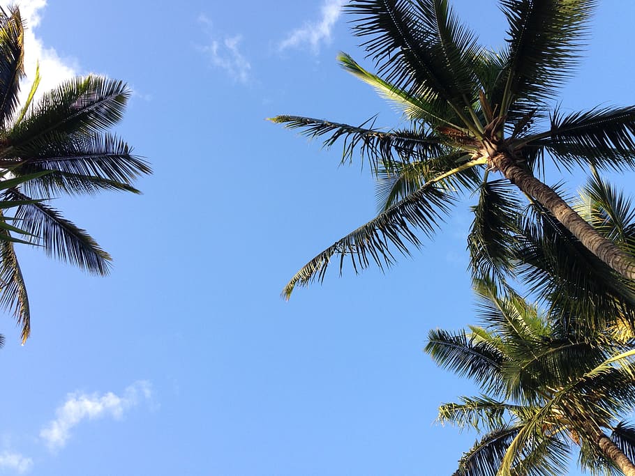 green coconut tree during daytime, hawaii, palm, sky, palm Tree HD wallpaper