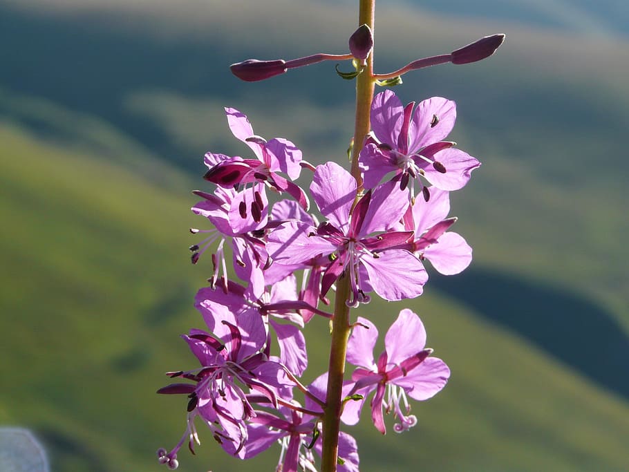 Fireweed, Flower, Mountain, Alps, Nature, hiking, plant, summer HD wallpaper