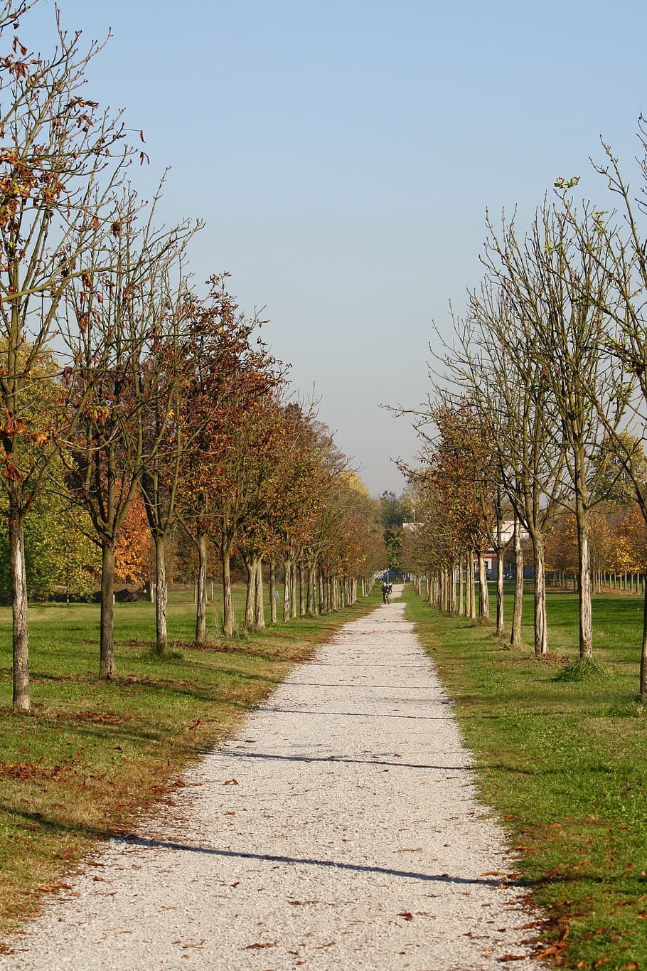 viale, autumn, park, trees, leaves, dried leaves, forest, nature HD wallpaper