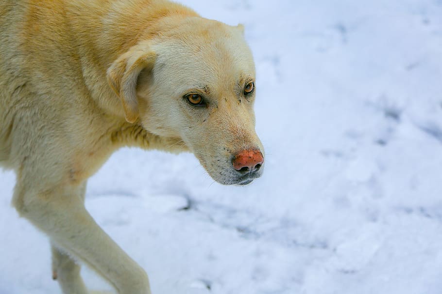 dog, snow, white, one animal, cold temperature, animal themes HD wallpaper