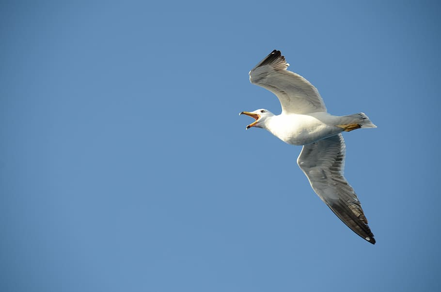 seagull, bird, babu, squawk, fly, wings, air, beak, nature HD wallpaper