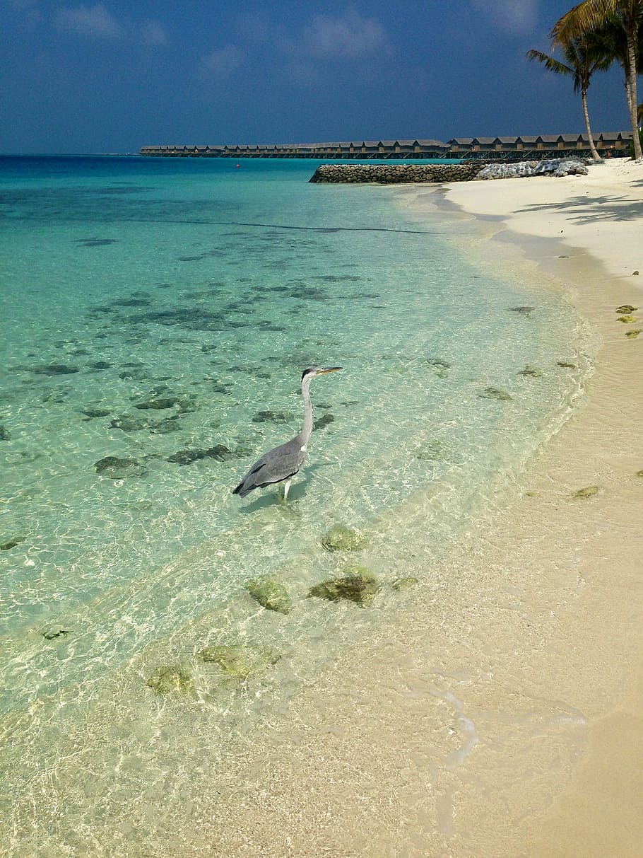 maldives, beach, bird, sea, sand, nature, summer, tropical Climate HD wallpaper