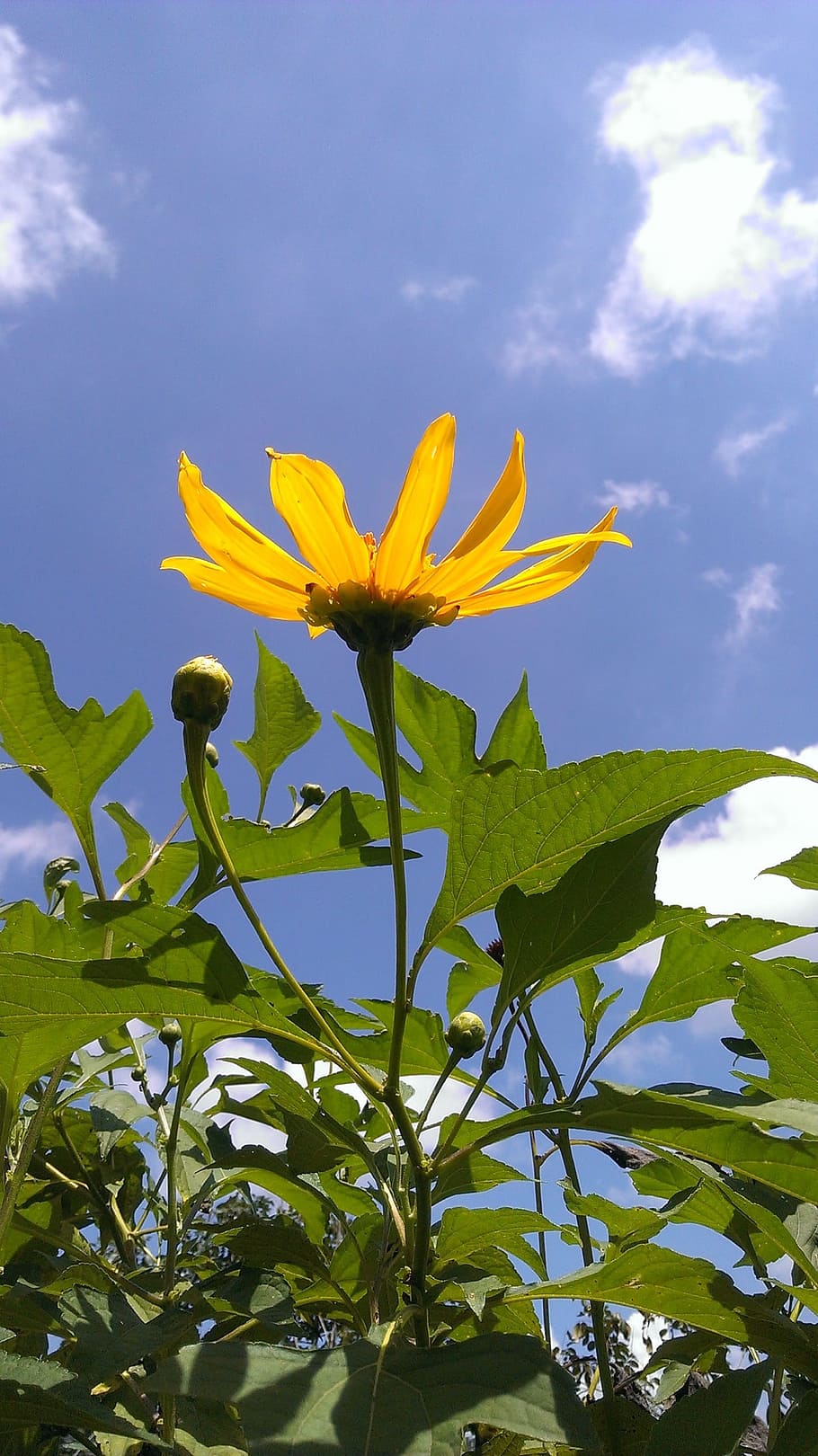 Daisy, Yellow, Nature, Sky, flower, leaf, petal, plant, flowering plant HD wallpaper