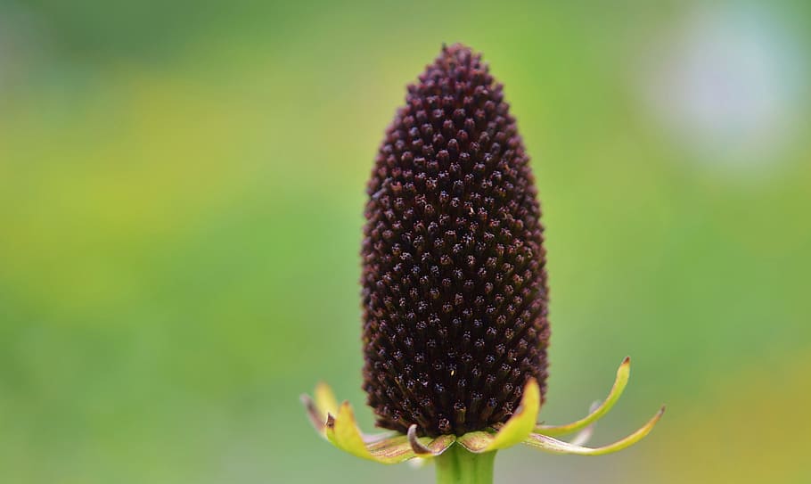 flower, nature, spring, natural, summer, plant, floral, green HD wallpaper