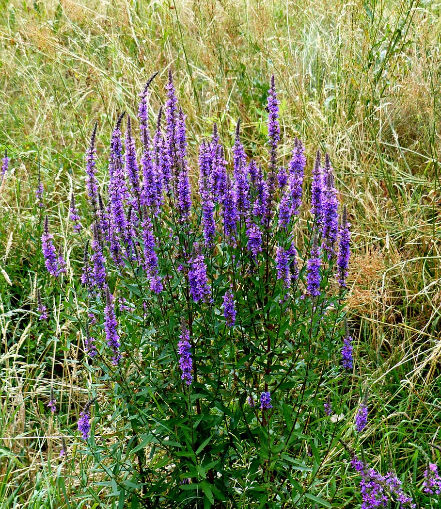 HD wallpaper: wild sage, purple, grasses, field, flowering plant ...