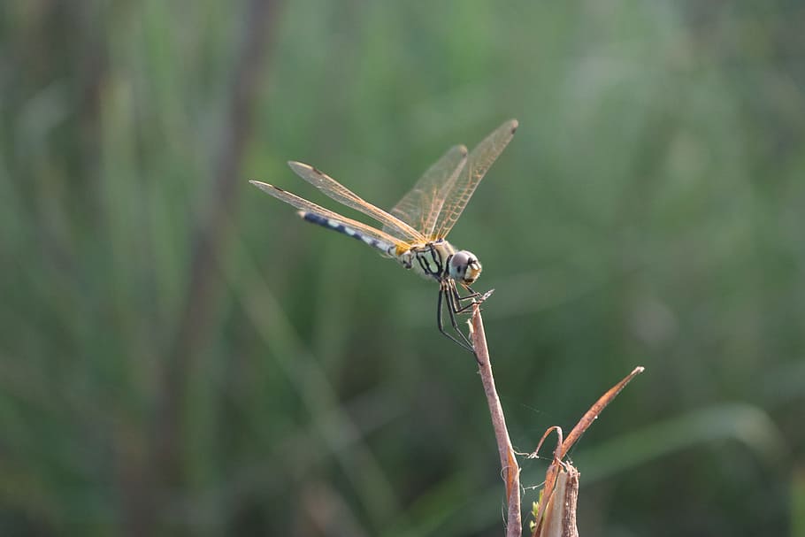 dragonfly, bug, macro, green, insect, nature, animal wildlife HD wallpaper