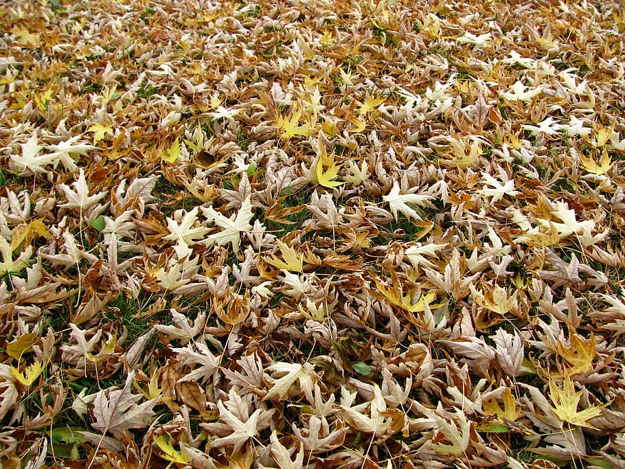fall leaves, autumn, maple, foliage, color, golden autumn, season HD wallpaper