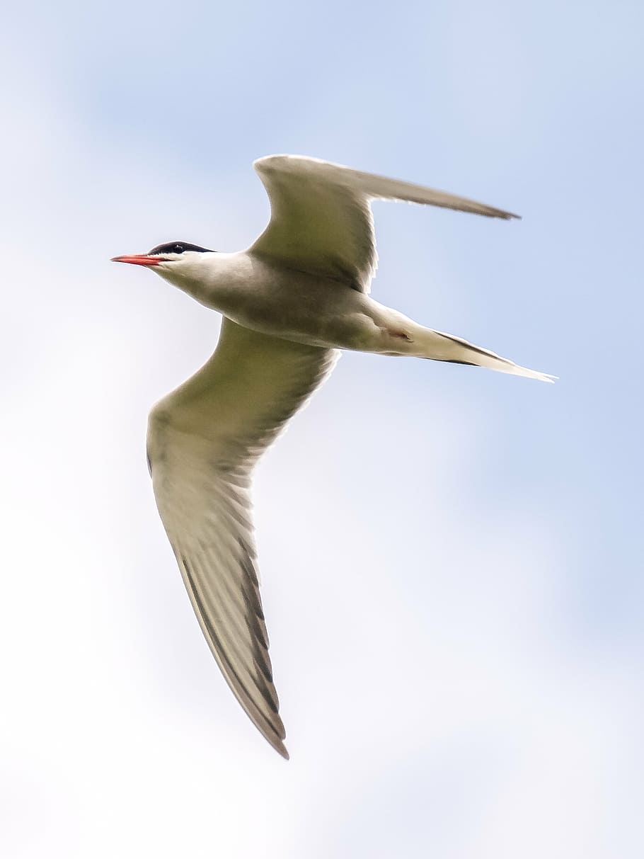 river tern, bird, nature, animal, animals in the wild, vertebrate HD wallpaper