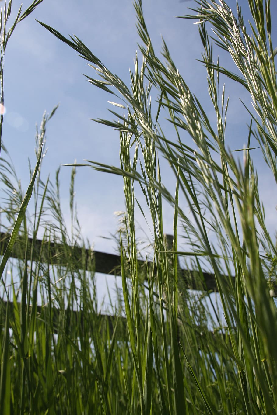 nature, grass, field, spring, nature backgrounds, natural, green grass HD wallpaper