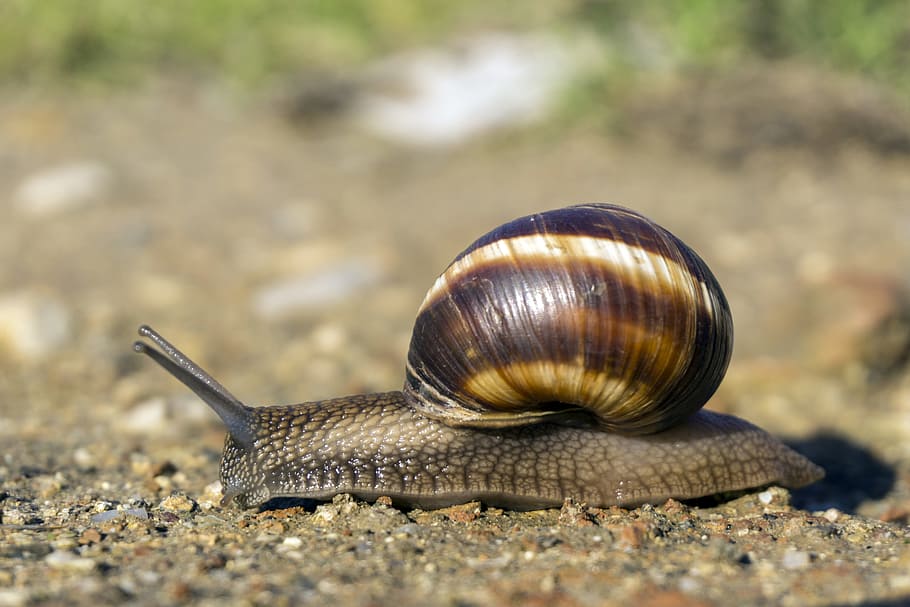 Snail, Ground, Grass, Sun, Nature, Brown, mud, one animal, animal themes HD wallpaper