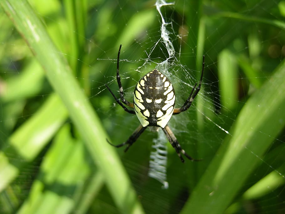 garden spider, web, spiderweb, arachnid, nature, insect, animal HD wallpaper