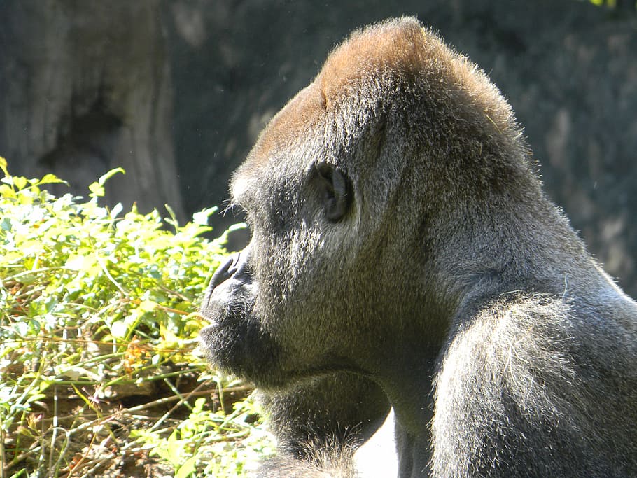 Gorilla, Silverback, Head, Animal, wildlife, zoology, mammal HD wallpaper