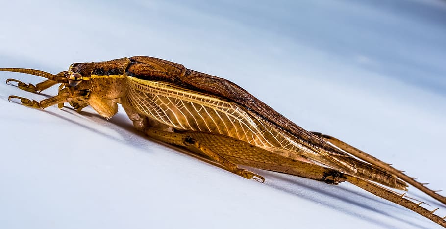 Grasshopper, Insect, Close, viridissima, one animal, animal wildlife HD wallpaper