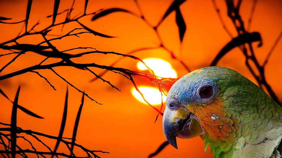 nature, queen, birds, animal, animal themes, vertebrate, animal wildlife HD wallpaper