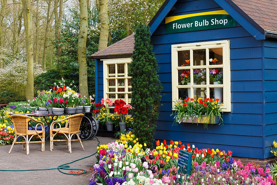 Flower Bulb Shop, arrangement, beautiful, blooming, bulbs, color