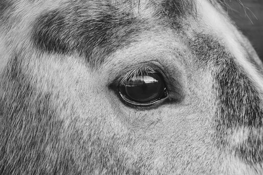 horse, horse eye, photo black white, next to horse, equine, HD wallpaper
