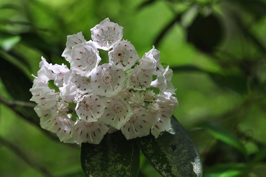 mountain laurel, blooms, nature, flower, flowering plant, beauty in nature HD wallpaper