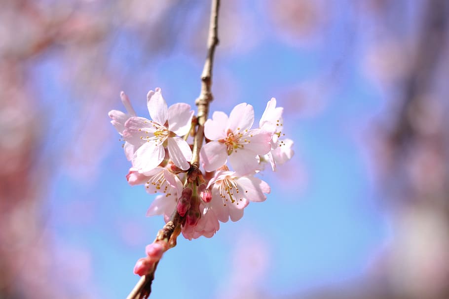 Cherry blossom detail, nature, springtime, tree, branch, pink Color HD wallpaper